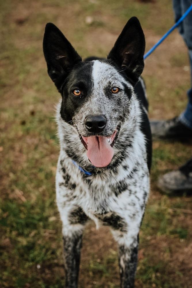 Enlarge Storm, a Adoptable Australian Cattle Dog / Blue Heeler in Mansfield, OH image 1/1