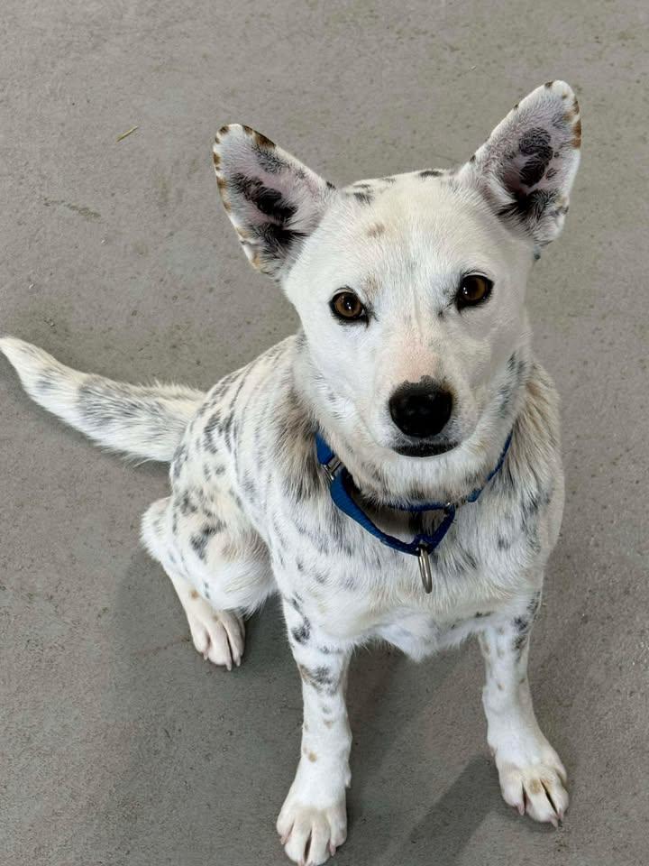 Cece, adoptable, Adult Female Cattle Dog.