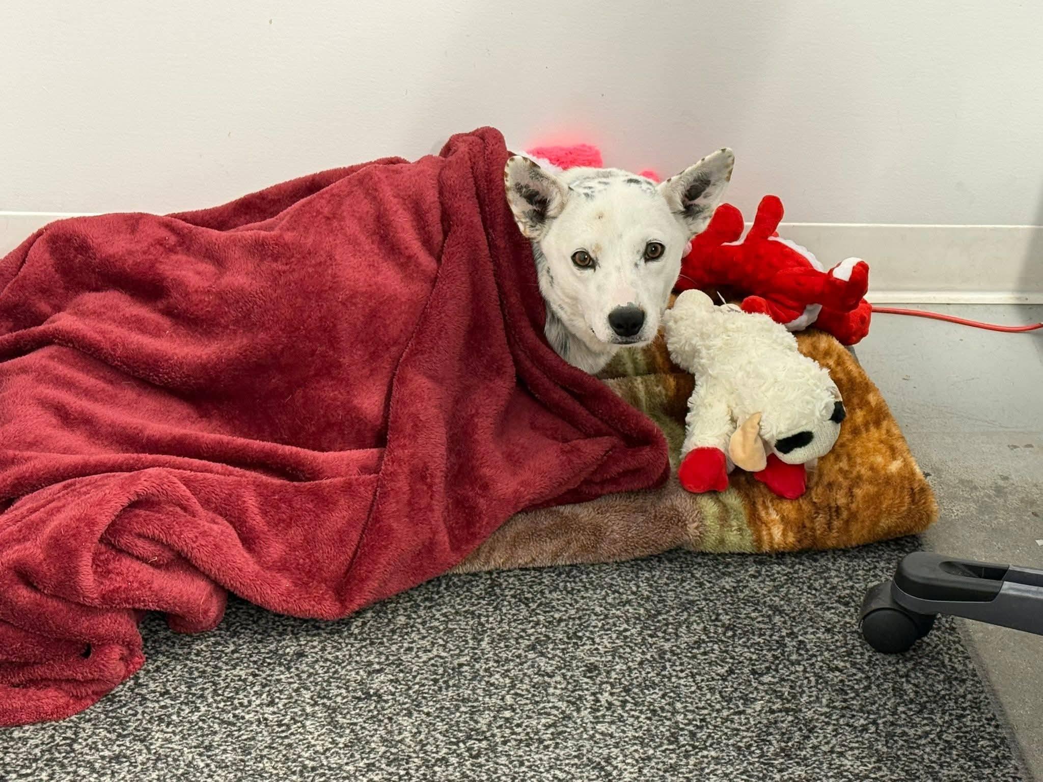 Enlarge Cece, an adoptable Cattle Dog in Shelby, MI image 3/4