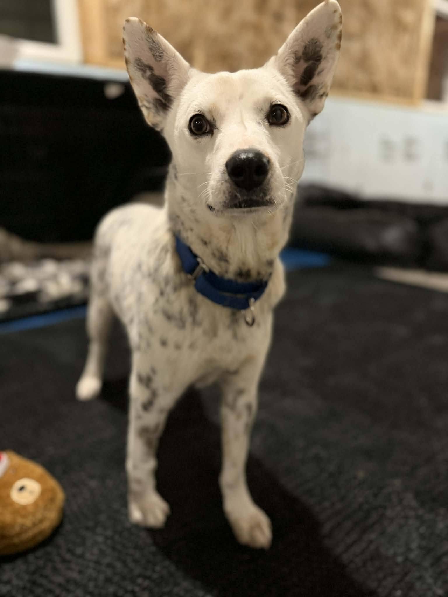 Enlarge Cece, an adoptable Cattle Dog in Shelby, MI image 4/4
