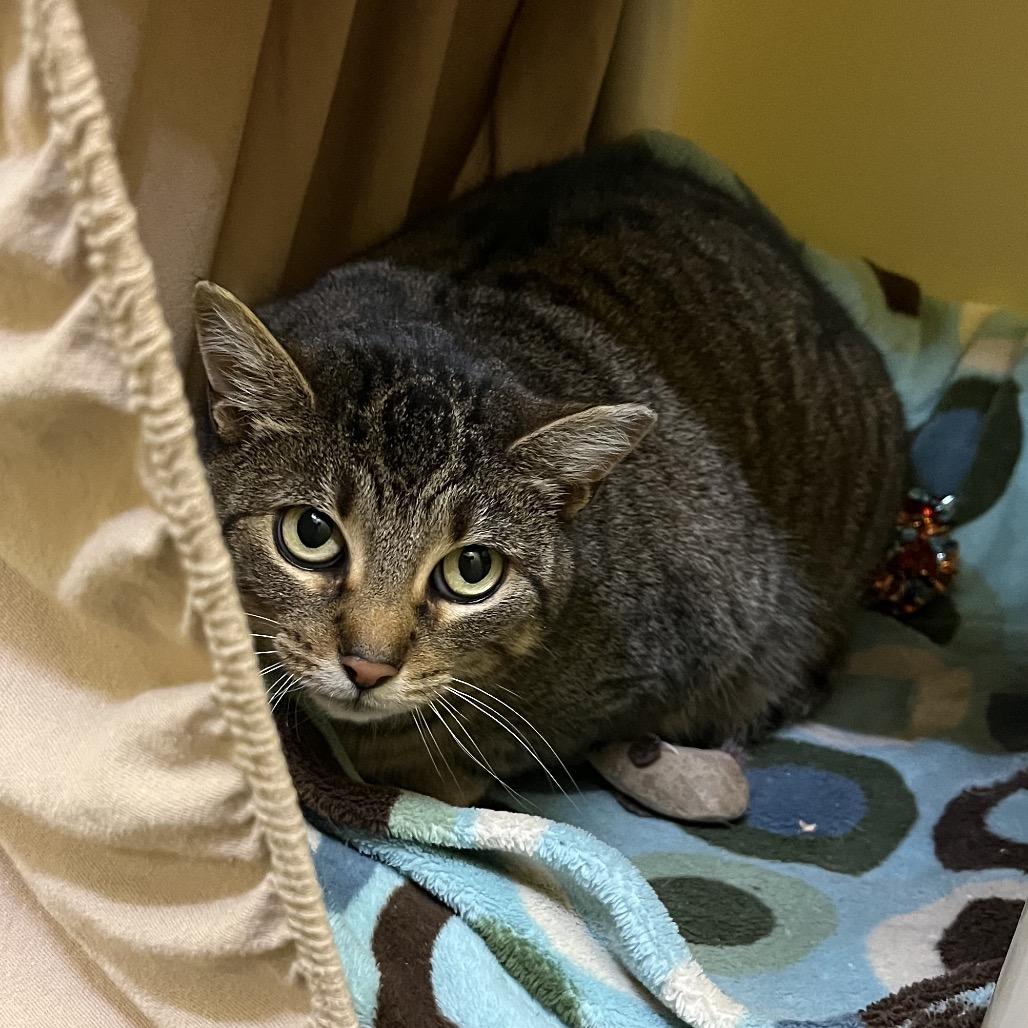 Enlarge Jane, a Adoptable Domestic Short Hair in Bedford, NH image 1/5