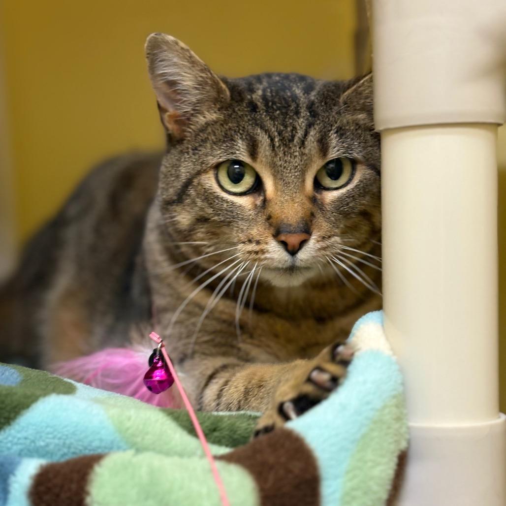 Enlarge Jane, a Adoptable Domestic Short Hair in Bedford, NH image 2/5