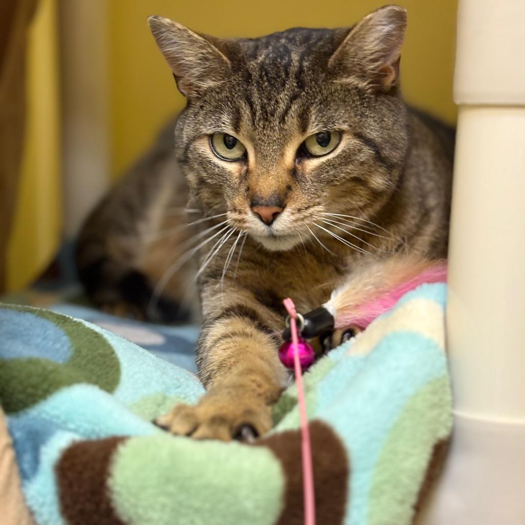 Enlarge Jane, a Adoptable Domestic Short Hair in Bedford, NH image 3/5