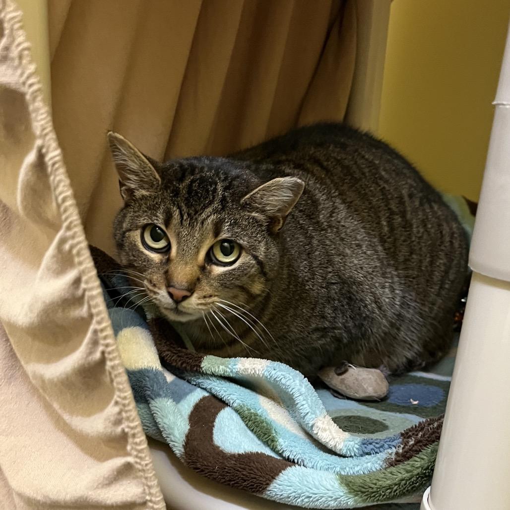 Enlarge Jane, a Adoptable Domestic Short Hair in Bedford, NH image 4/5