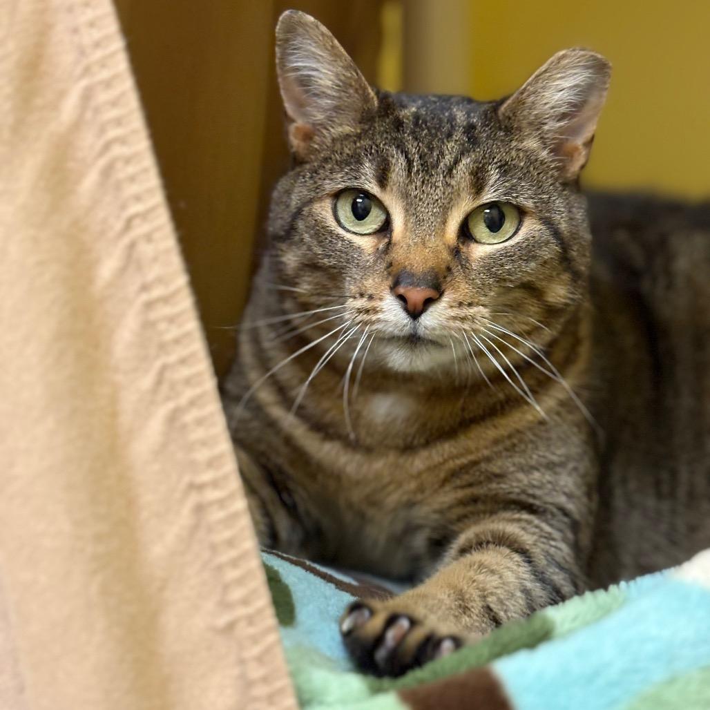 Enlarge Jane, a Adoptable Domestic Short Hair in Bedford, NH image 5/5
