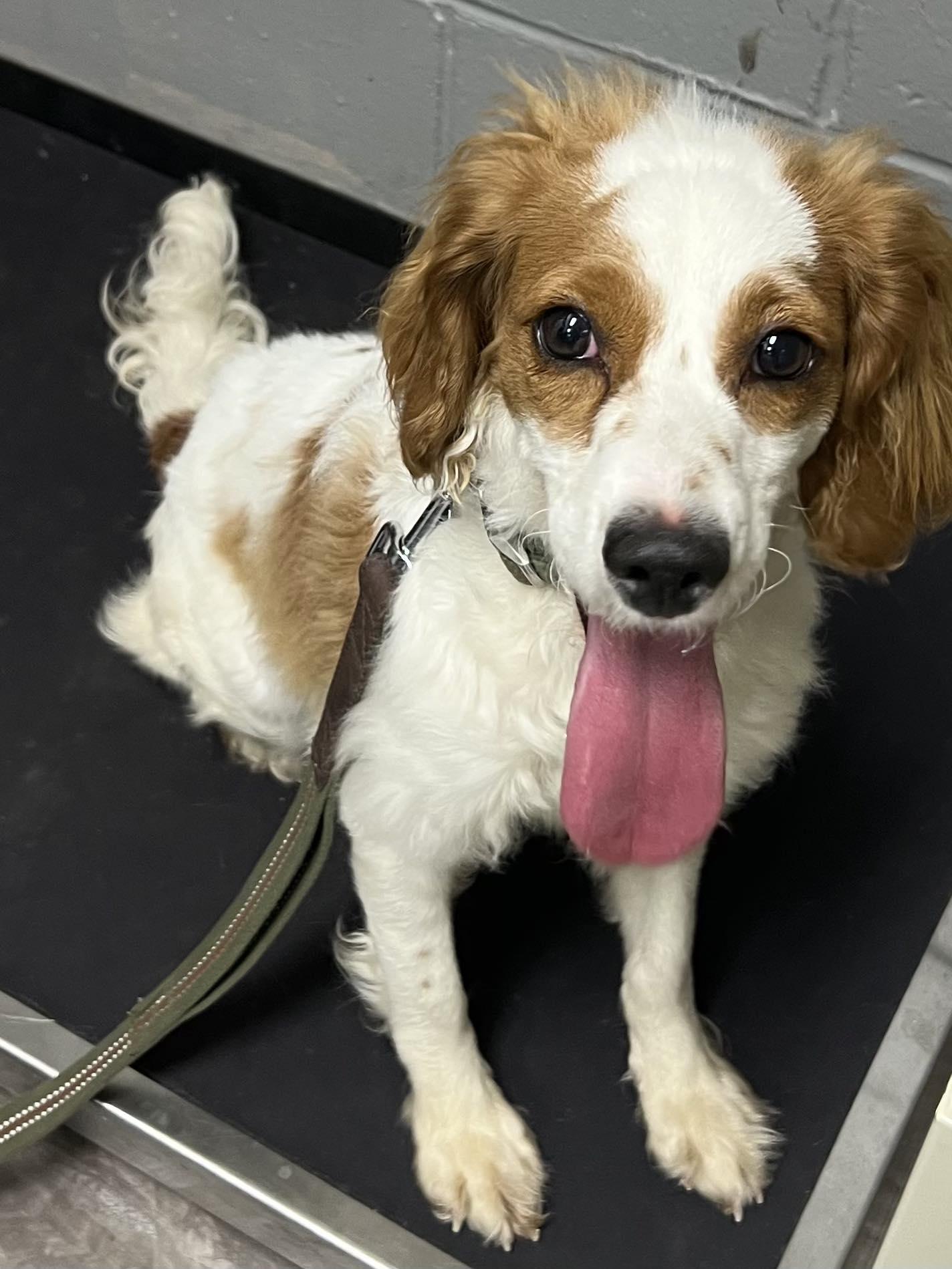 Maddison, adopted, Adult Female Spaniel.