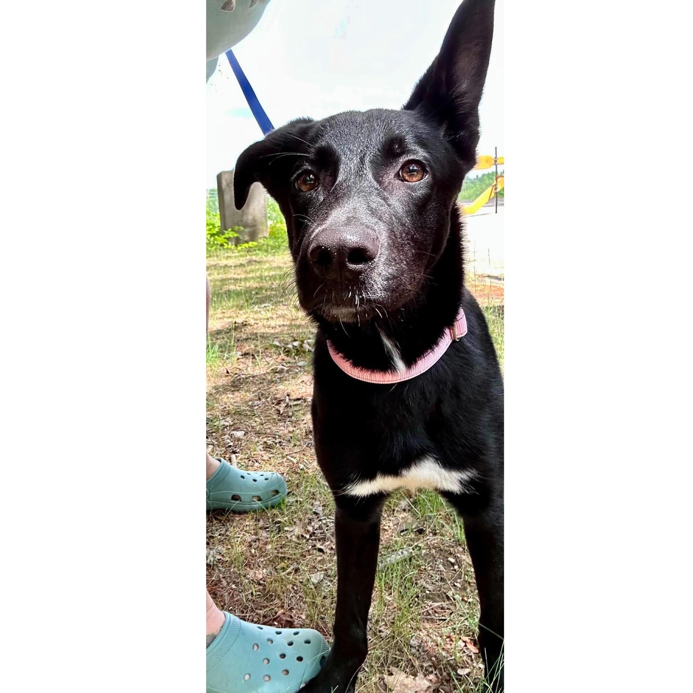 Meadow, an adopted mixed breed in Kennebunk , ME image 2/2