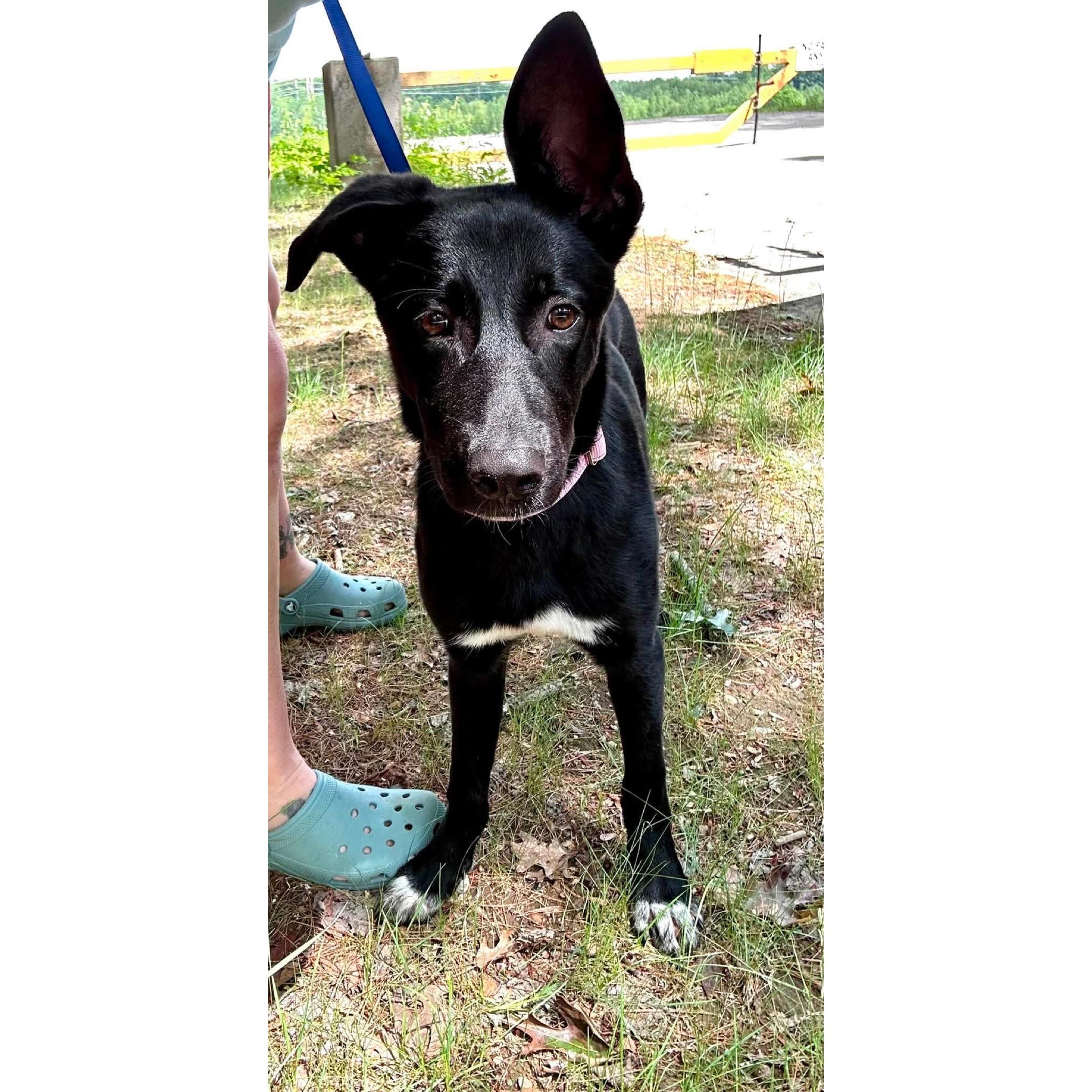 Meadow, adopted, Puppy Female Labrador Retriever.