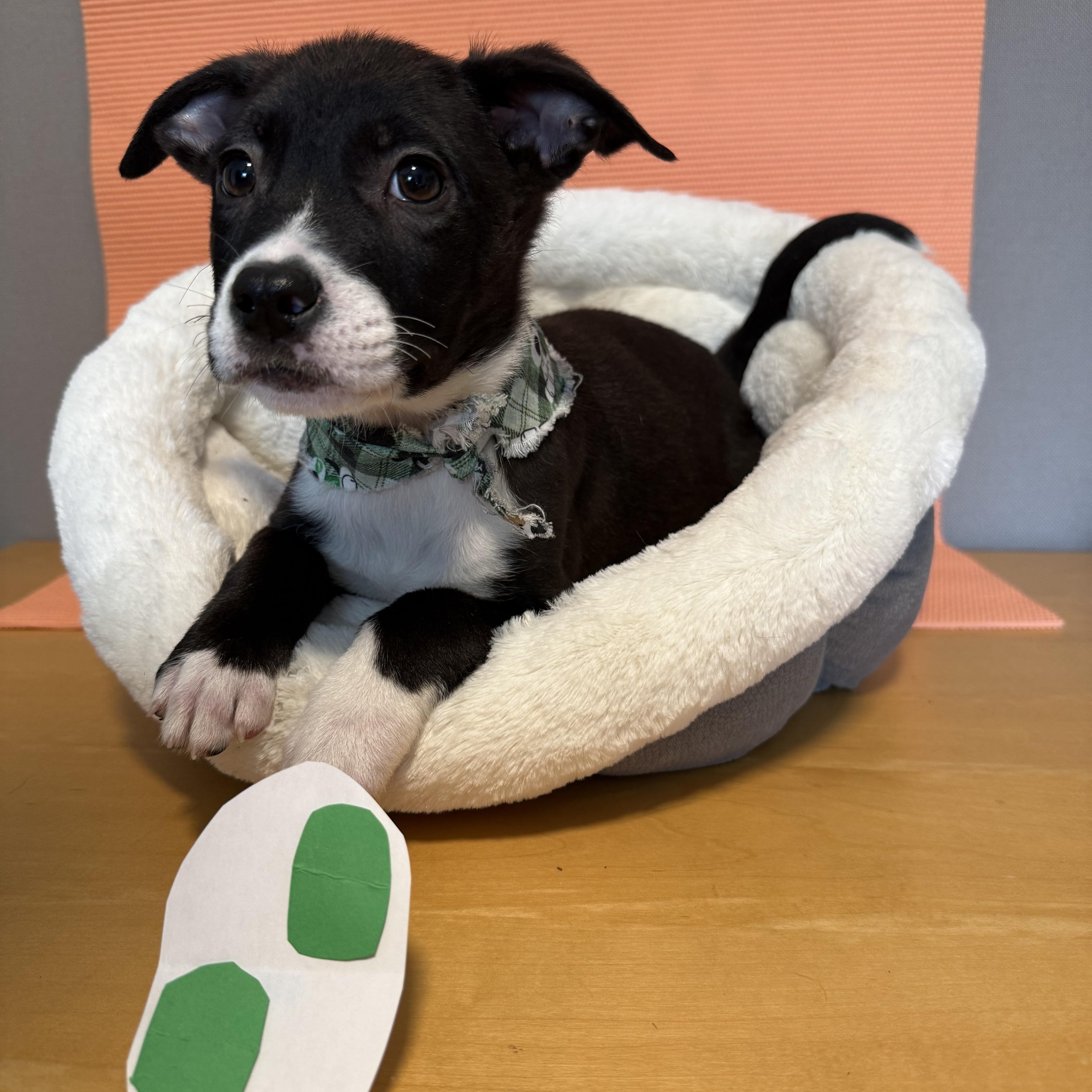 Enlarge Luigi , a Adoptable mixed breed in Newberg, OR image 1/1