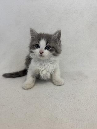 Kaster, Adoptable, Young Male Domestic Medium Hair.