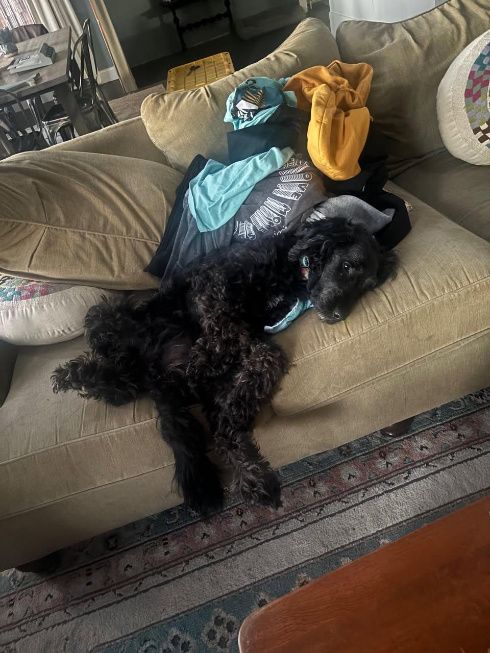 Enlarge Maggie , a ADOPTABLE Goldendoodle in Richmond, VA image 1/3