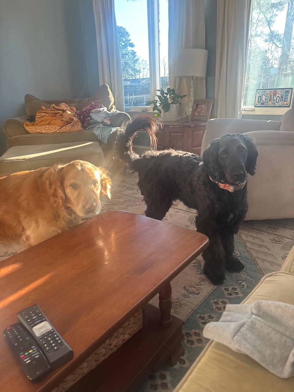 Enlarge Maggie , a ADOPTABLE Goldendoodle in Richmond, VA image 2/3