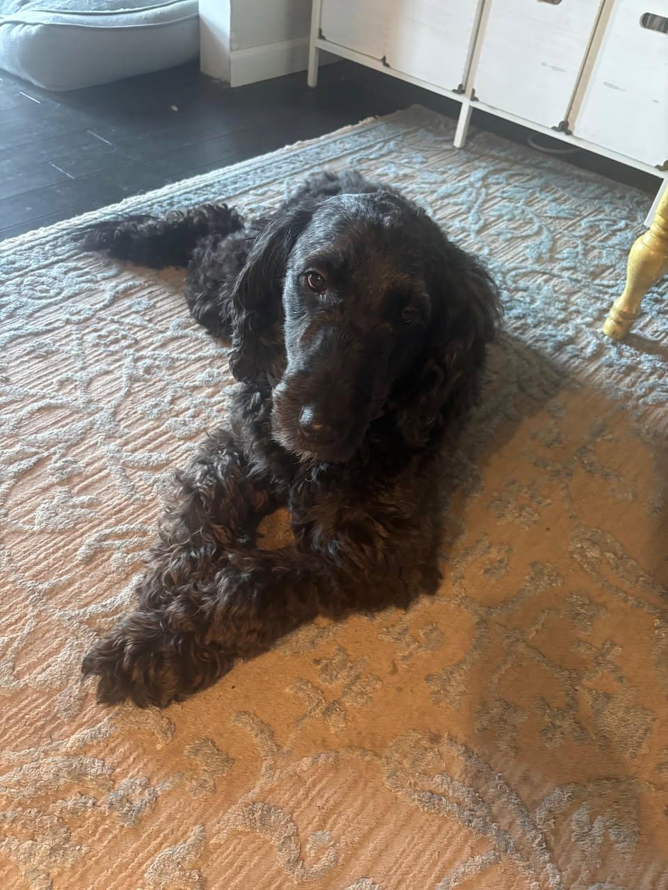 Enlarge Maggie , a ADOPTABLE Goldendoodle in Richmond, VA image 3/3