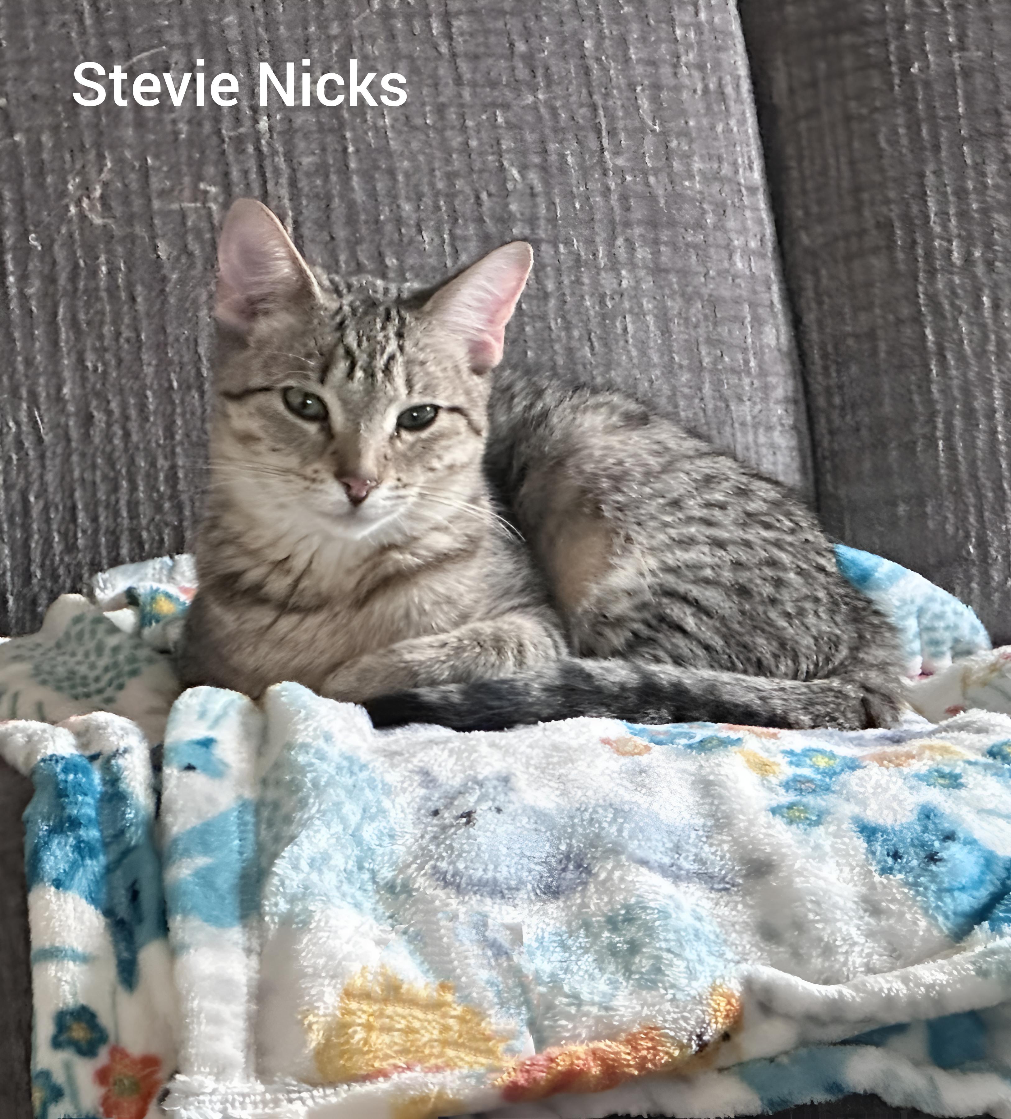 Stevie Nicks, a Adoptable Domestic Short Hair in New Baltimore, MI image 1/2