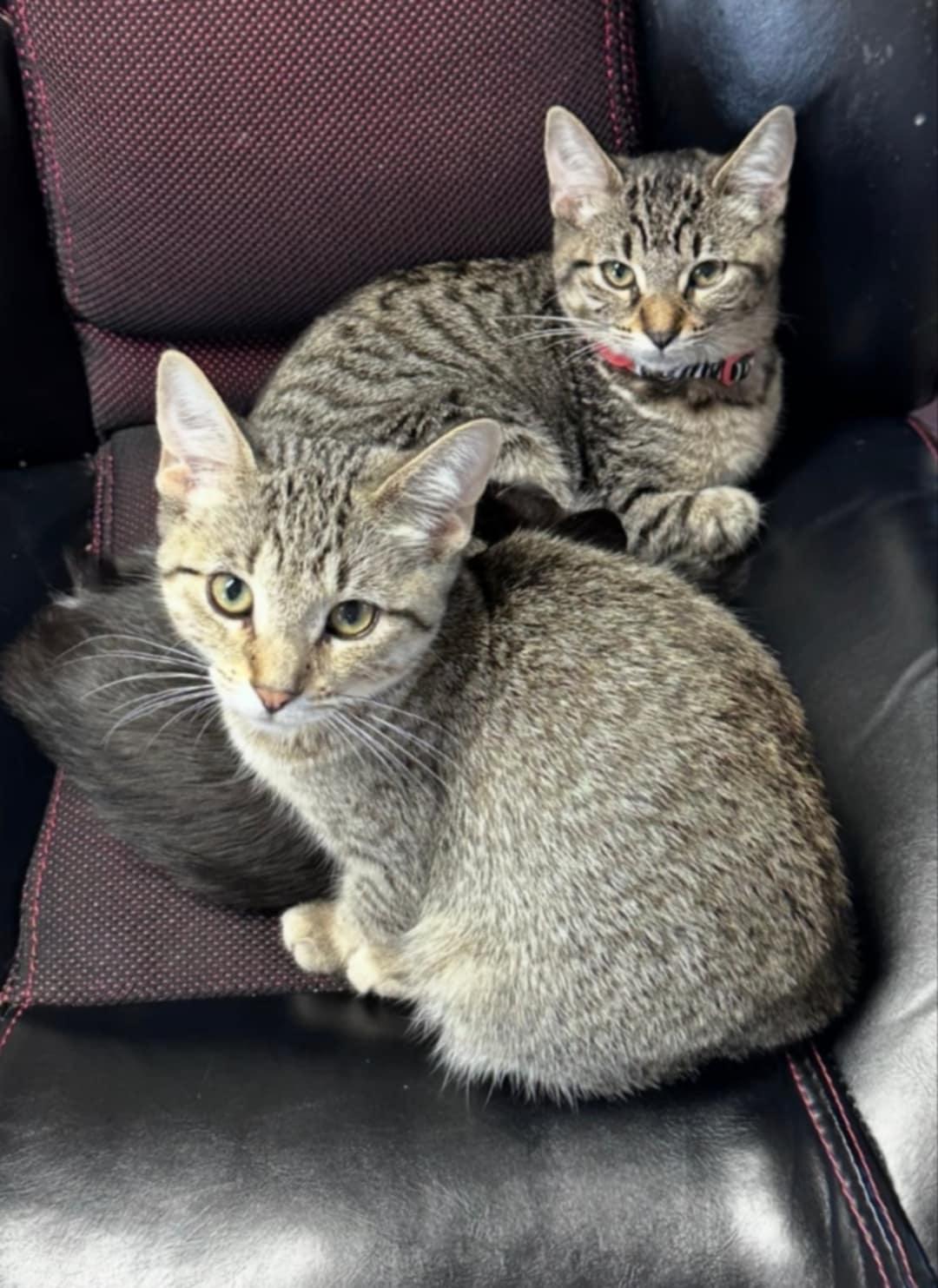 Stevie Nicks, Adoptable, Kitten Female Domestic Short Hair.