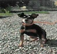 Enlarge Chloe, a Adoptable mixed breed in Littleton, CO image 1/1