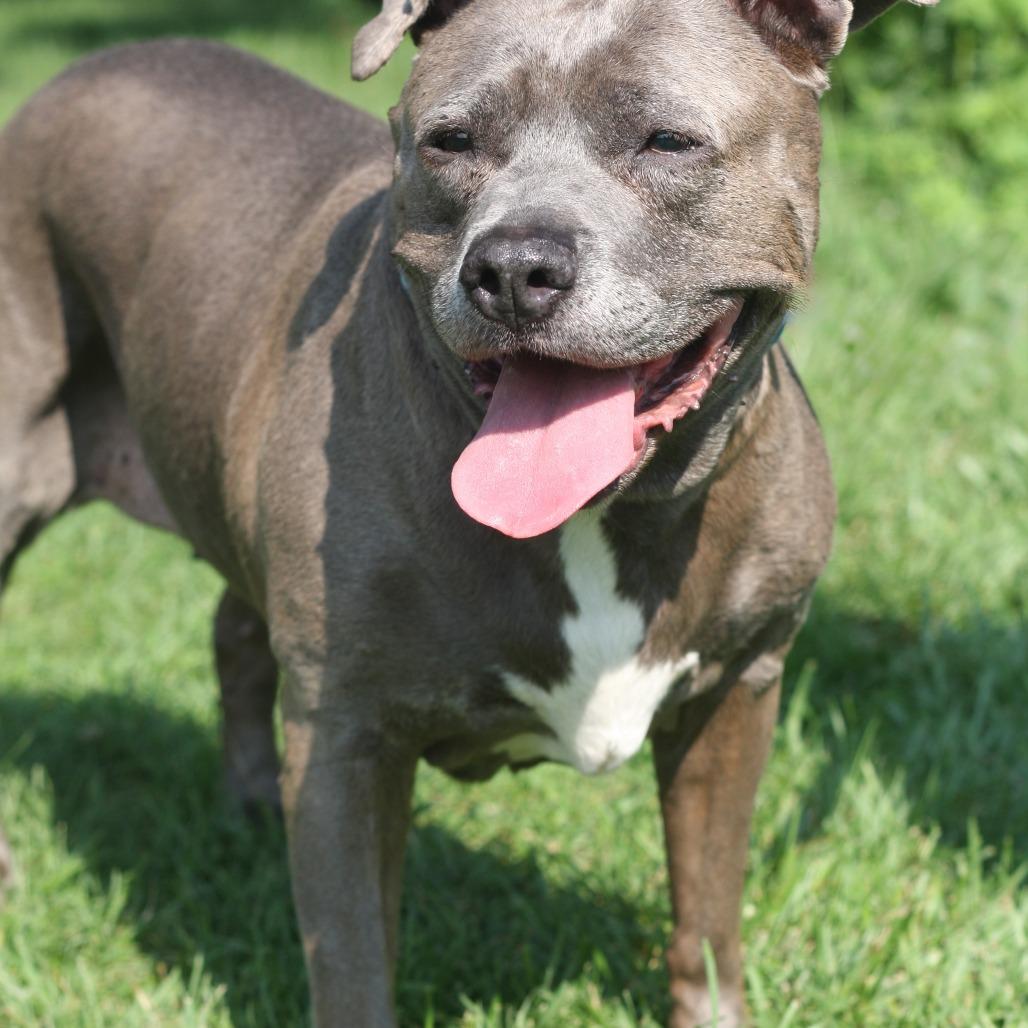 Enlarge Gloria, a Adoptable Mixed Breed in Allentown, PA image 1/3