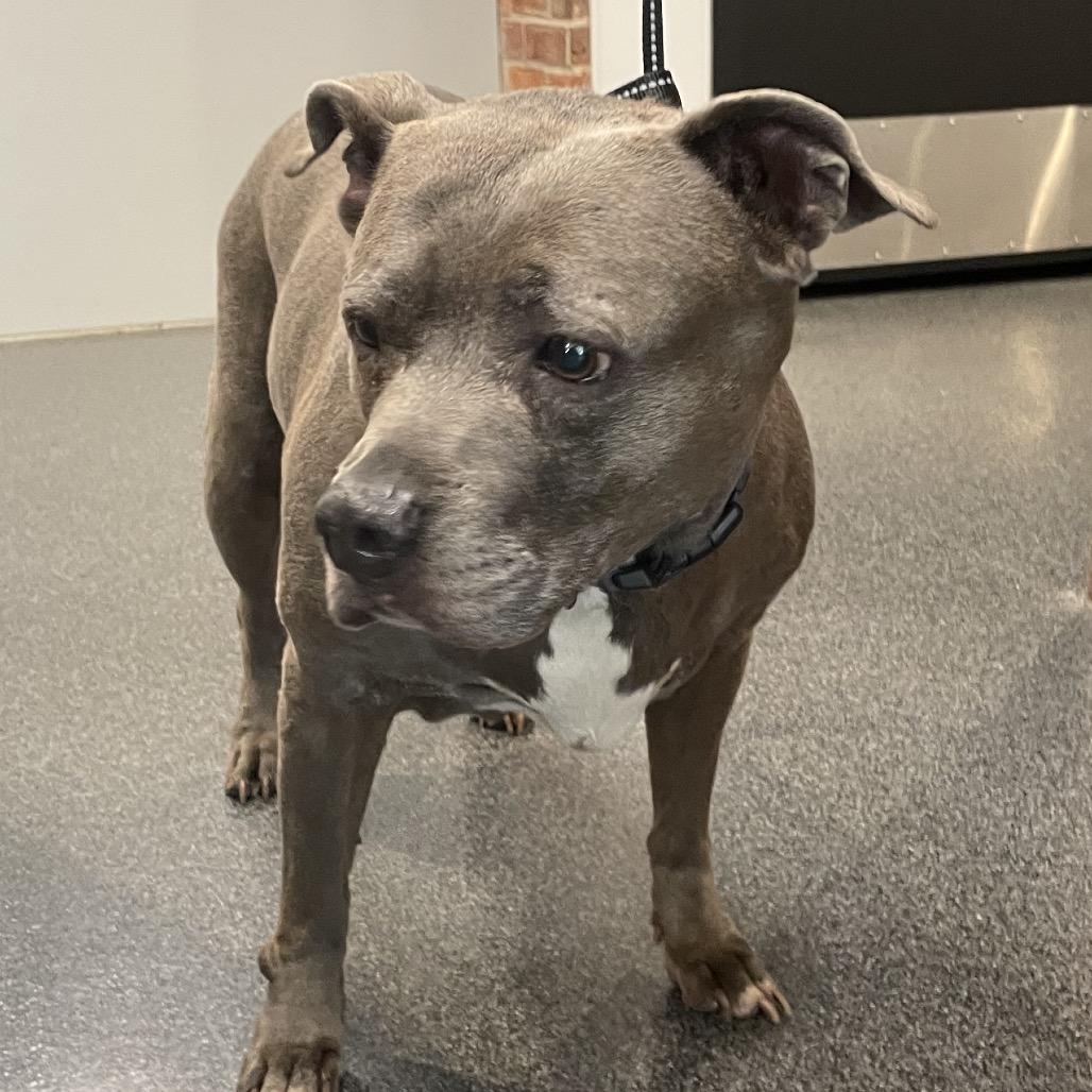 Enlarge Gloria, a Adoptable Mixed Breed in Allentown, PA image 2/3