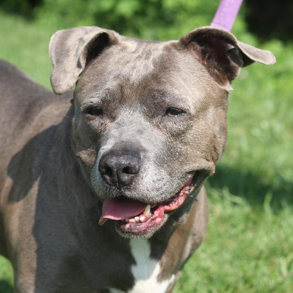 Enlarge Gloria, a Adoptable Mixed Breed in Allentown, PA image 3/3