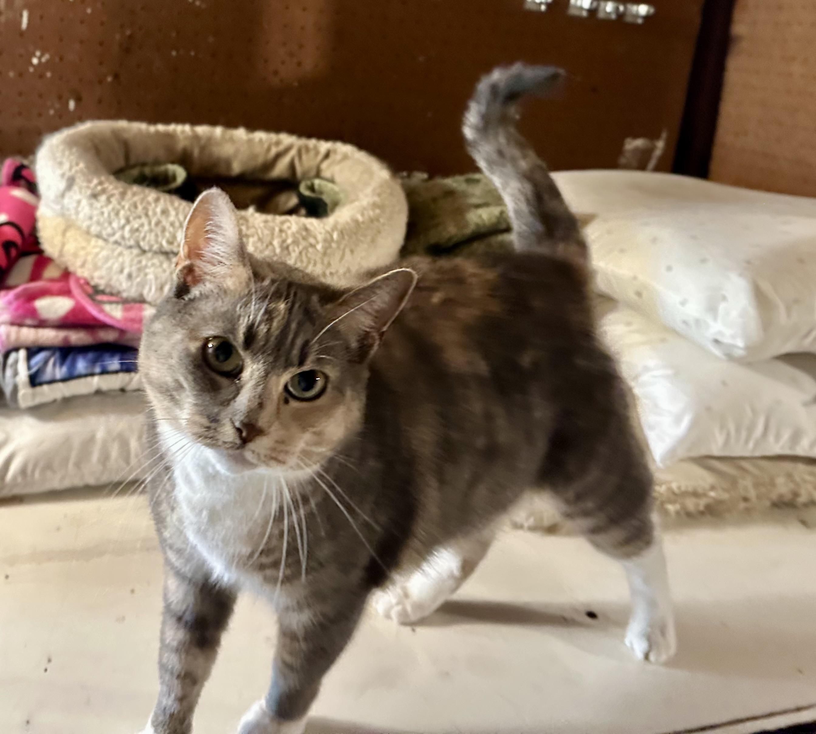 Stella, Adoptable, Adult Female Domestic Short Hair.