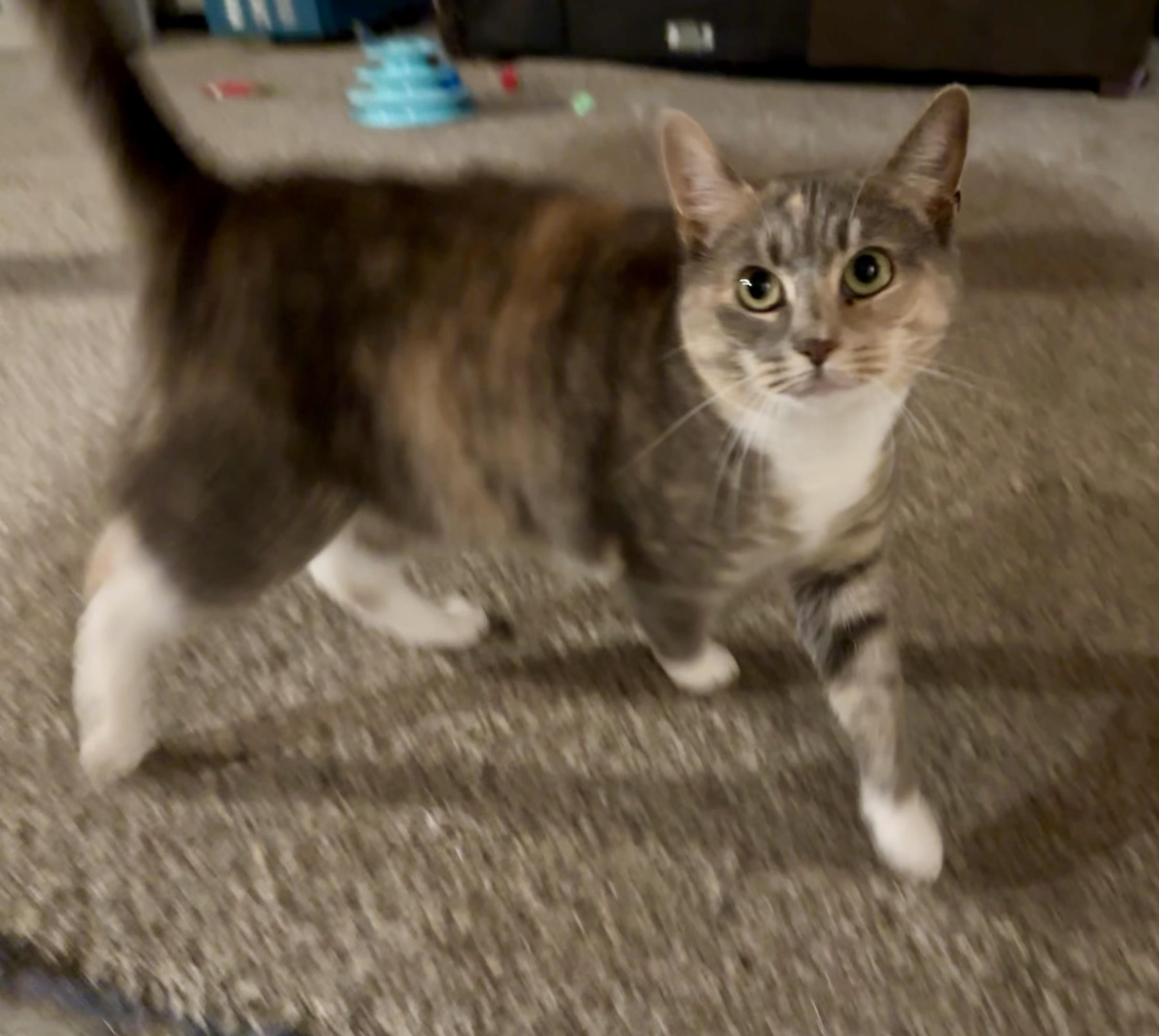 Enlarge Stella, a Adoptable Domestic Short Hair in Clifton, NJ image 4/6