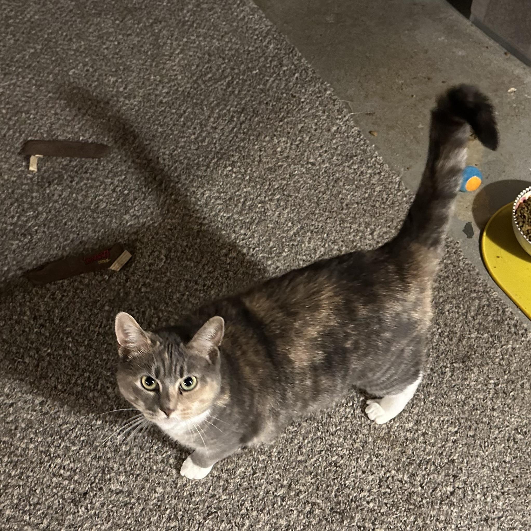 Enlarge Stella, a Adoptable Domestic Short Hair in Clifton, NJ image 3/6