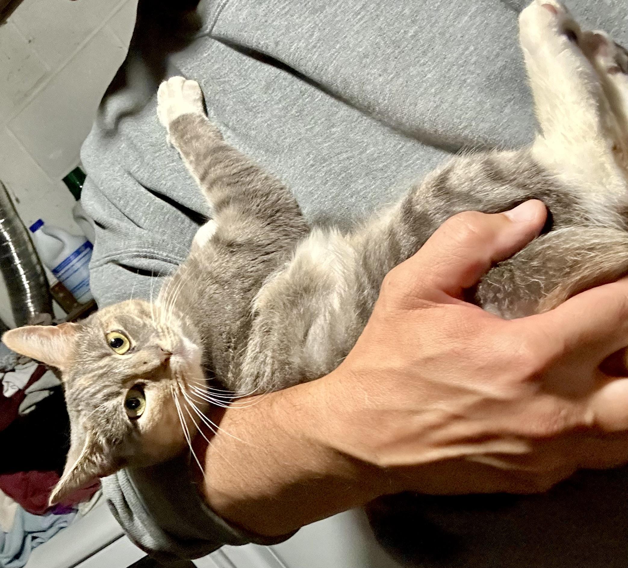 Enlarge Stella, a Adoptable Domestic Short Hair in Clifton, NJ image 6/6