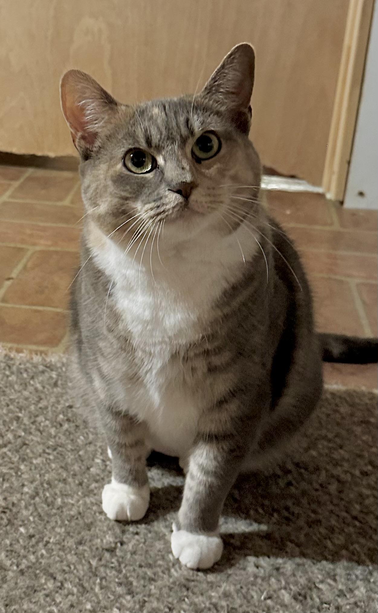 Enlarge Stella, a Adoptable Domestic Short Hair in Clifton, NJ image 5/6