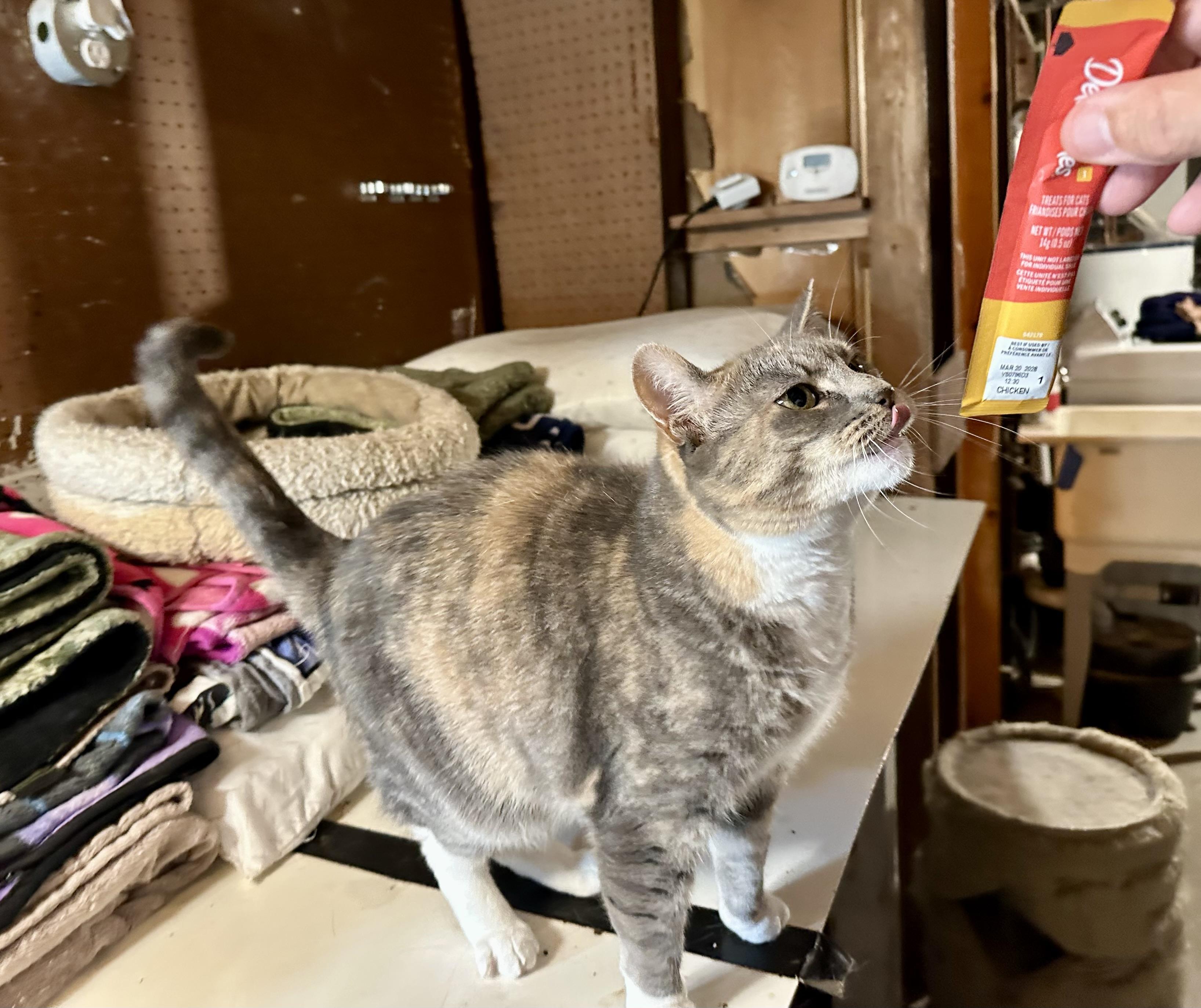 Enlarge Stella, a Adoptable Domestic Short Hair in Clifton, NJ image 2/6