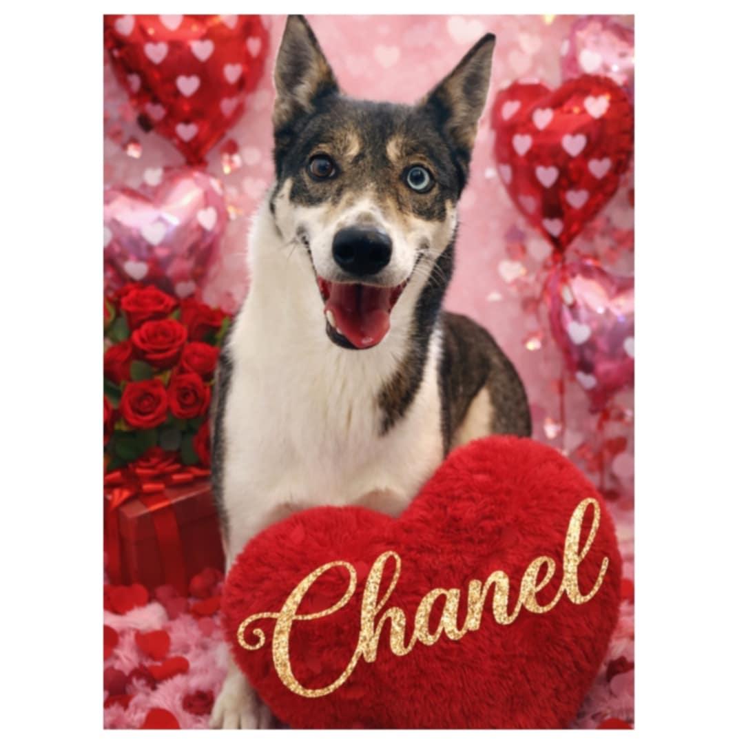 Enlarge Chanel, a Adoptable mixed breed in Appin, ON image 1/5