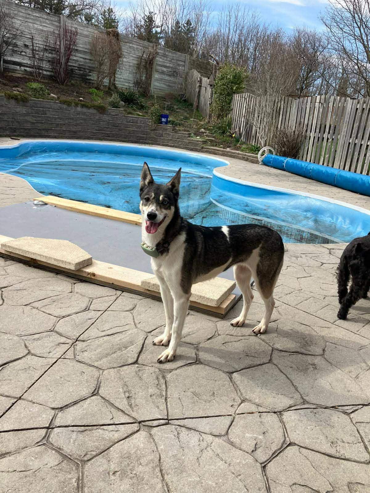 Chanel, Adoptable, Adult Female Siberian Husky & Greyhound.