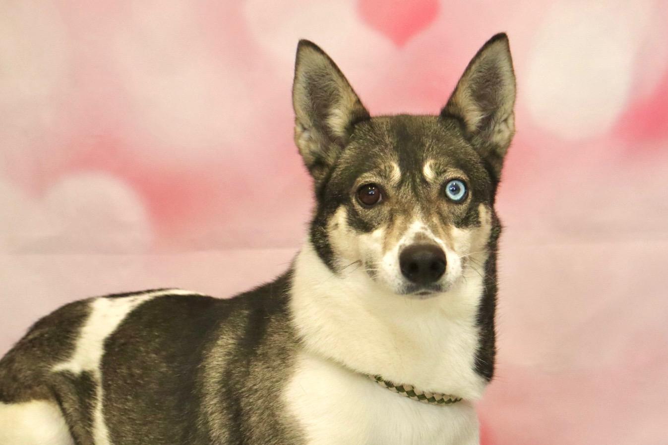 Chanel, Adoptable, Adult Female Siberian Husky & Greyhound.