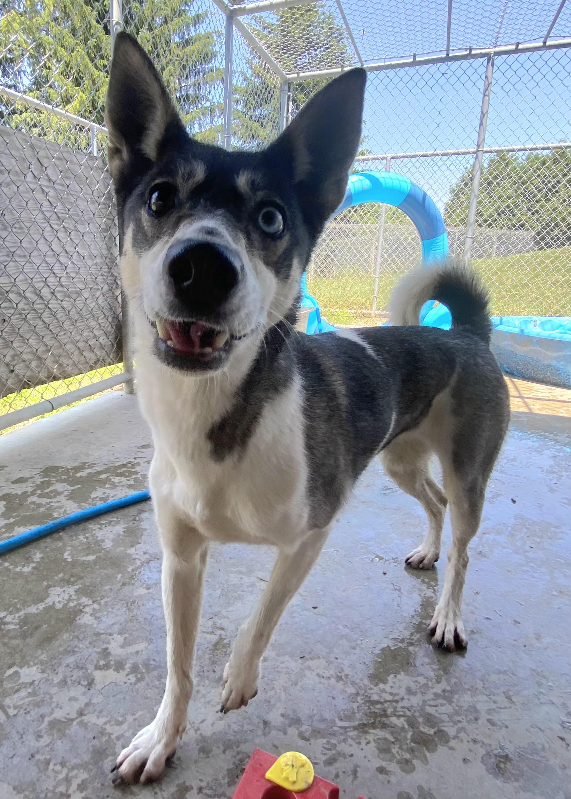 Chanel, an adoptable Siberian Husky, Greyhound in Appin, ON, N0L 1A0 | Photo Image 3