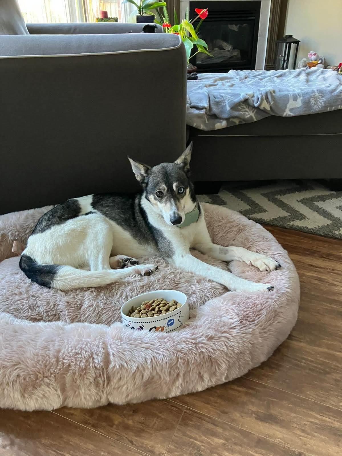 Enlarge Chanel, a Adoptable mixed breed in Appin, ON image 5/5