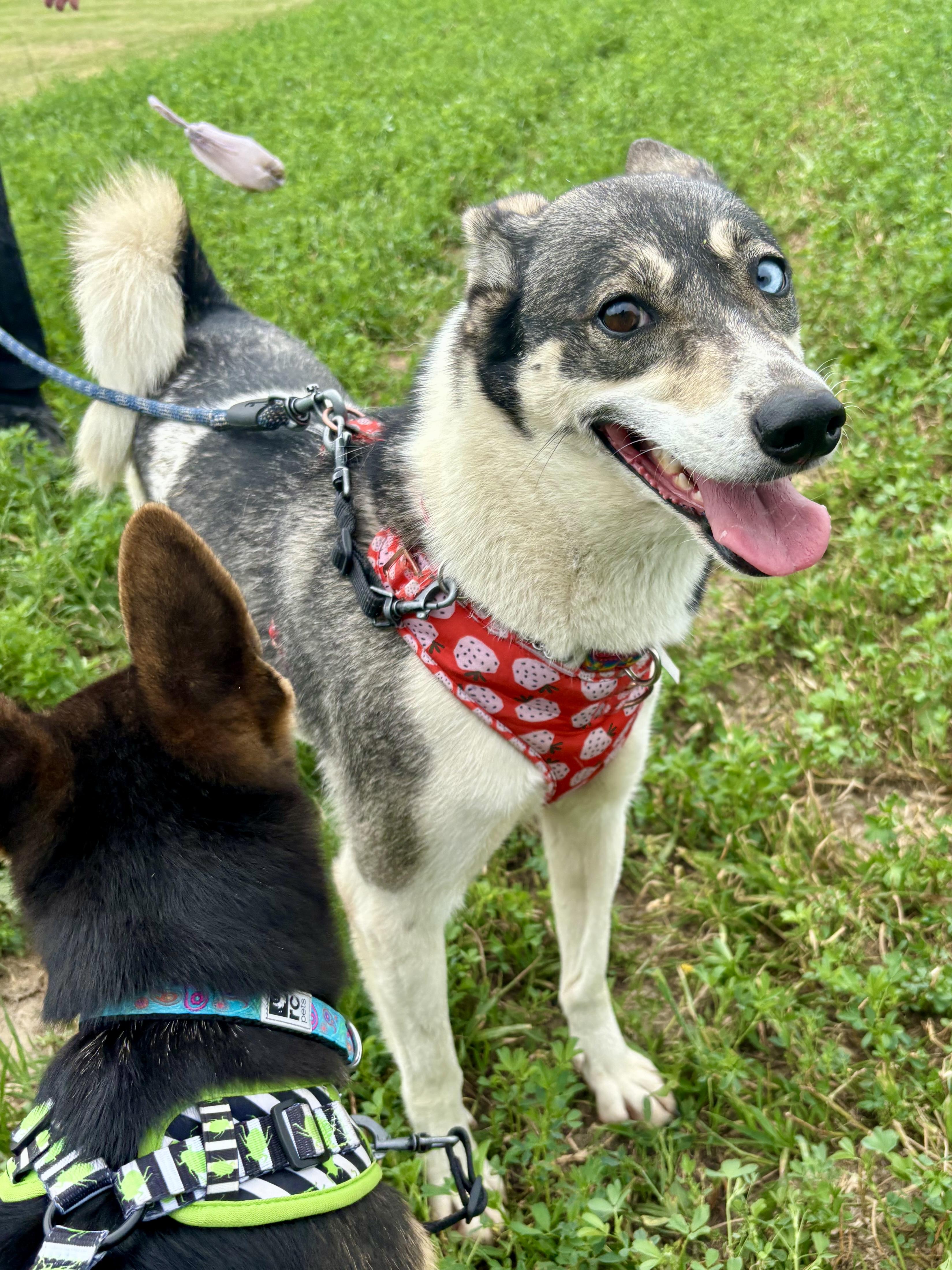 Chanel, an adoptable Siberian Husky, Greyhound in Appin, ON, N0L 1A0 | Photo Image 2