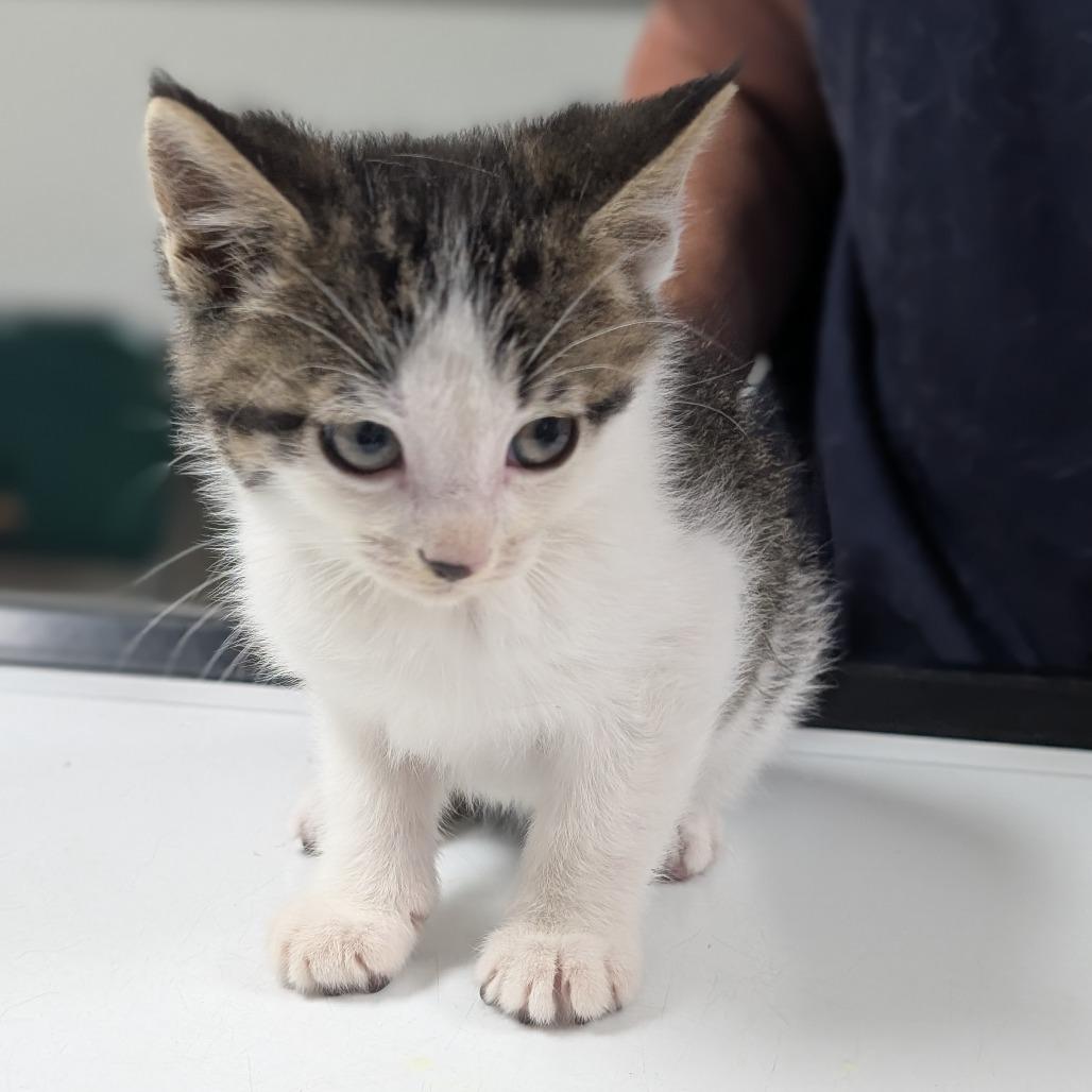 Cooper, Adoptable, Kitten Male Domestic Short Hair.