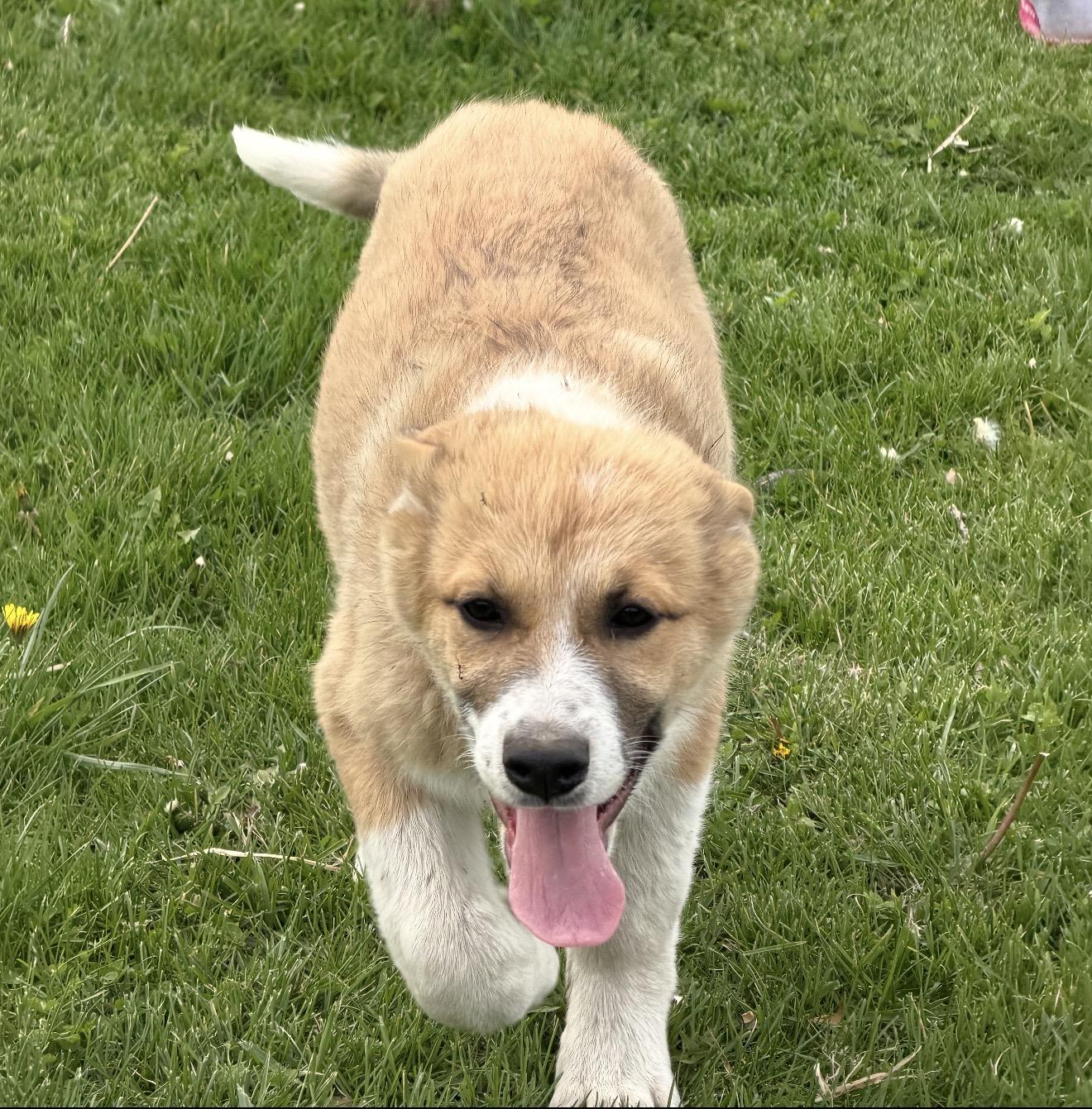 Enlarge Siesta, a ADOPTABLE mixed breed in Hindsboro, IL image 5/5