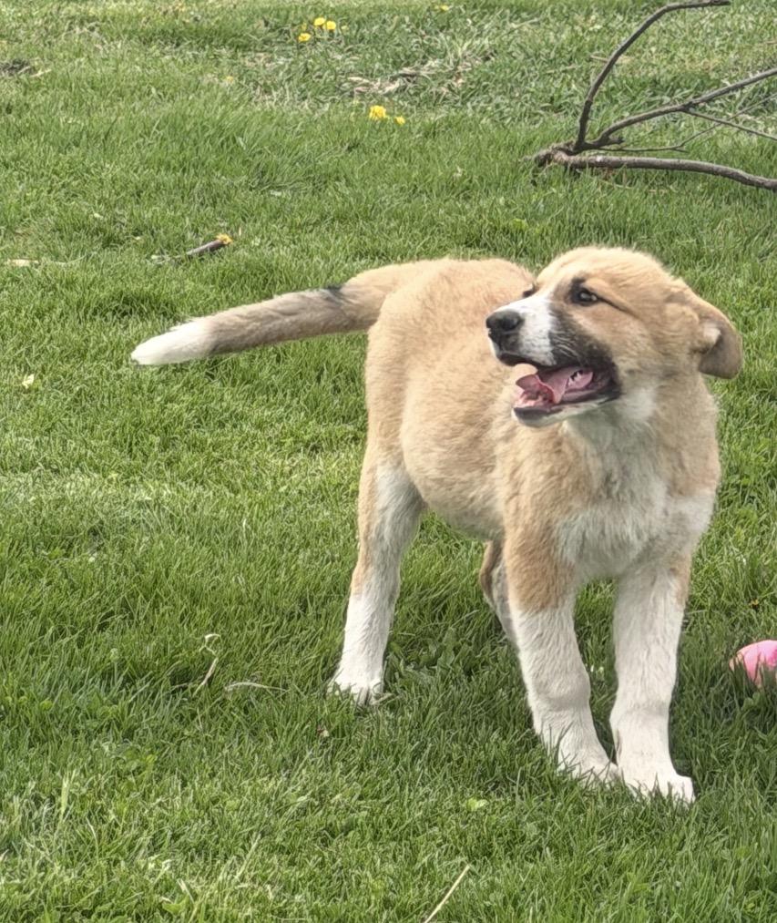 Enlarge Siesta, a ADOPTABLE mixed breed in Hindsboro, IL image 2/5