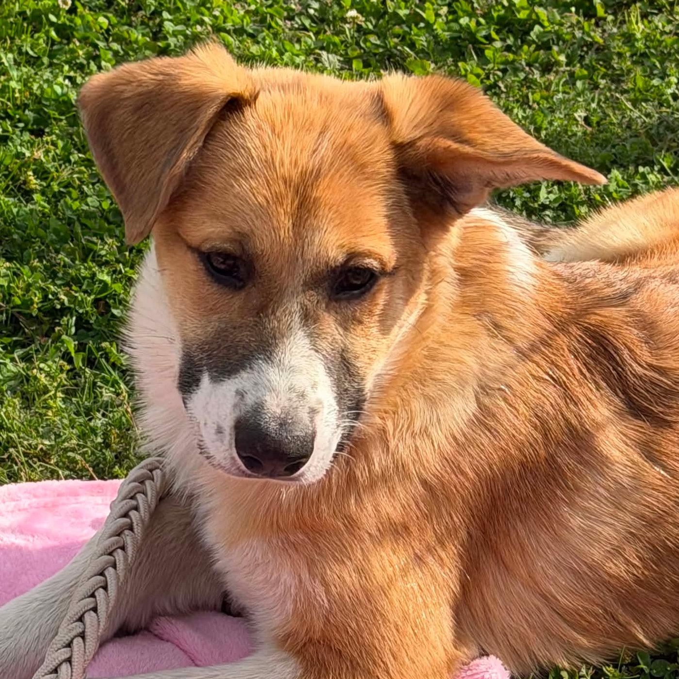 Siesta, ADOPTABLE, Puppy Female Saint Bernard.