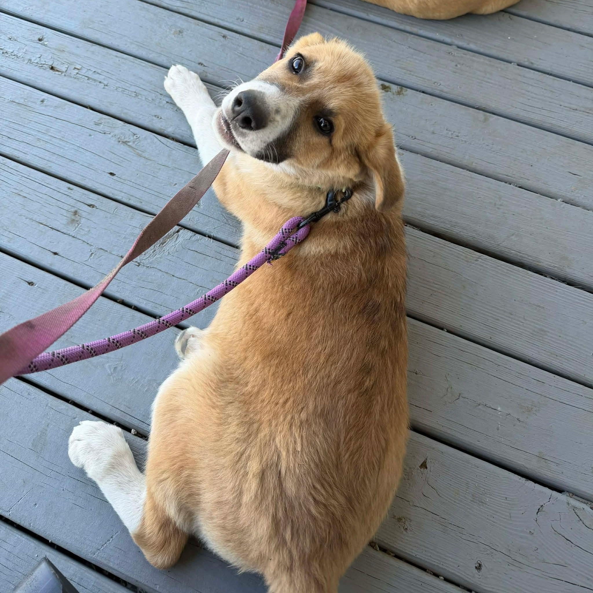 Enlarge Siesta, a ADOPTABLE mixed breed in Hindsboro, IL image 1/5