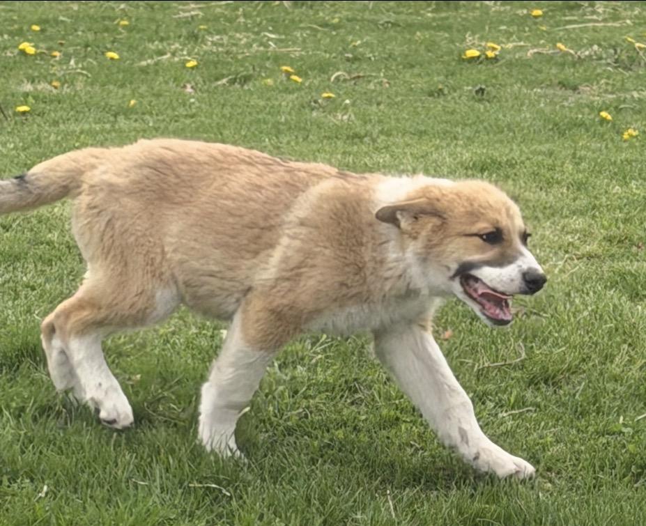 Enlarge Siesta, a ADOPTABLE mixed breed in Hindsboro, IL image 4/5