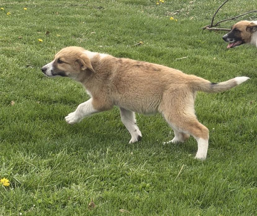 Enlarge Siesta, a ADOPTABLE mixed breed in Hindsboro, IL image 3/5