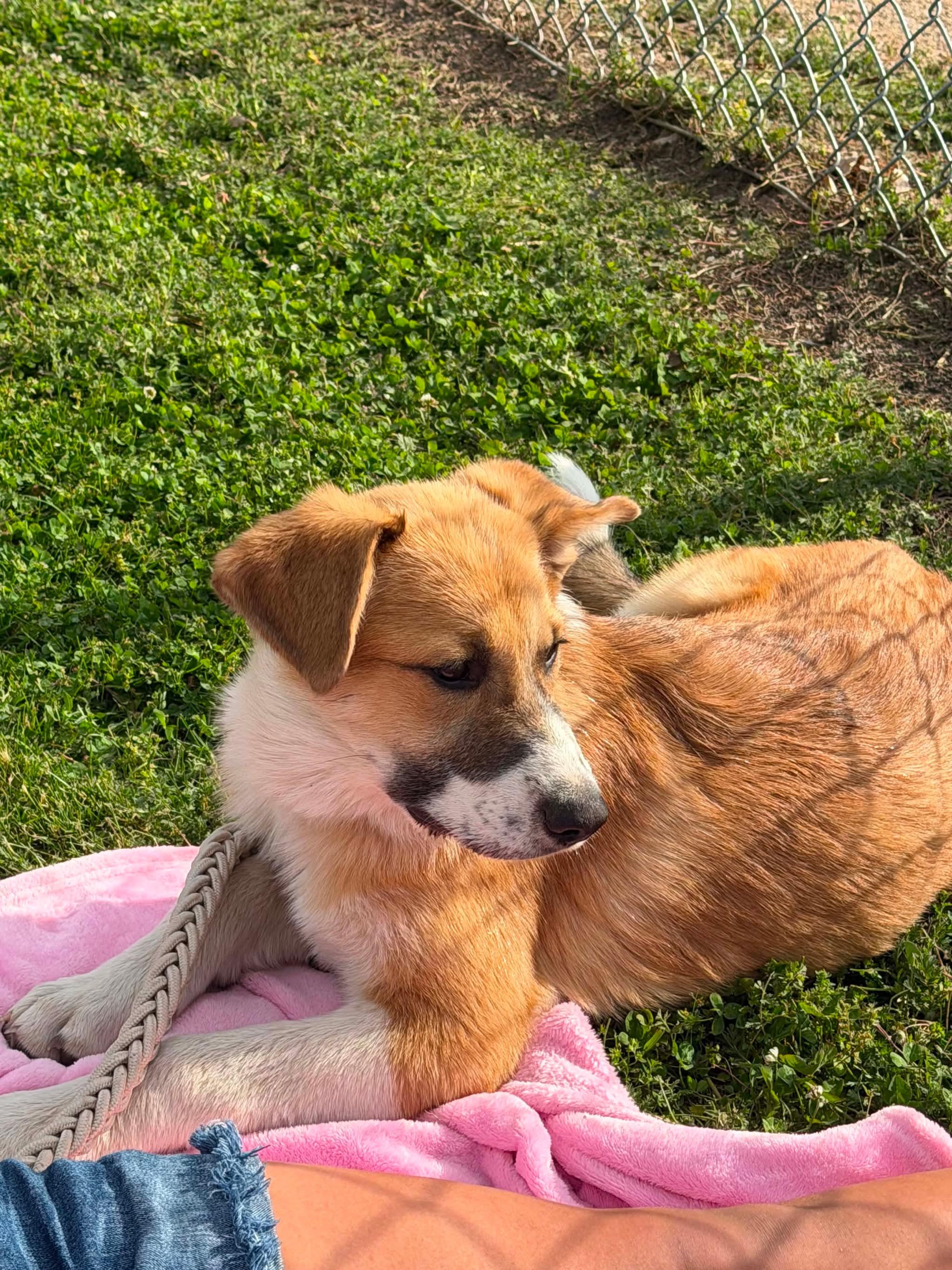 Enlarge Siesta, an adoption pending mixed breed in Hindsboro, IL image 5/6