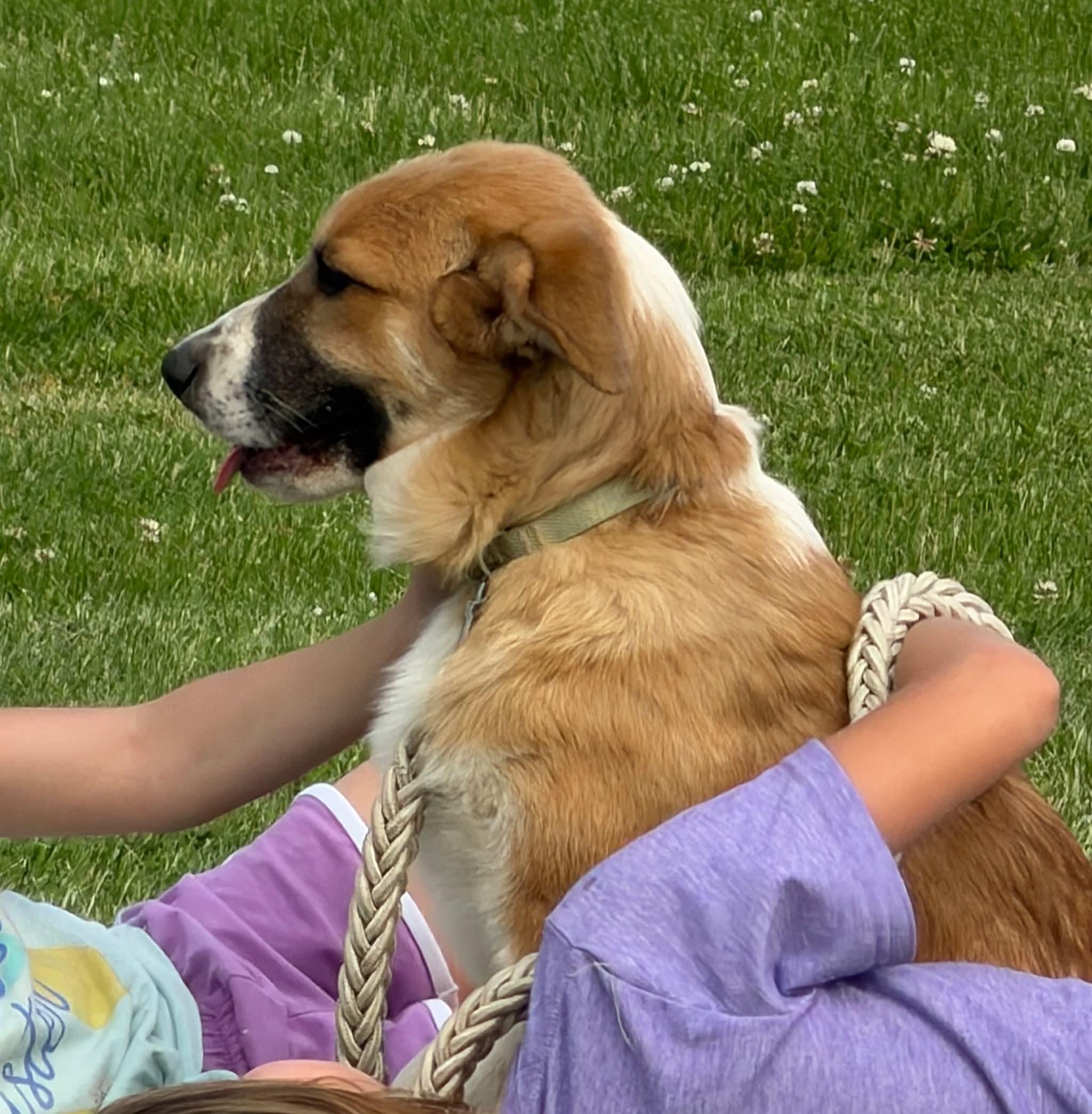 Enlarge Siesta, an adoption pending mixed breed in Hindsboro, IL image 4/6