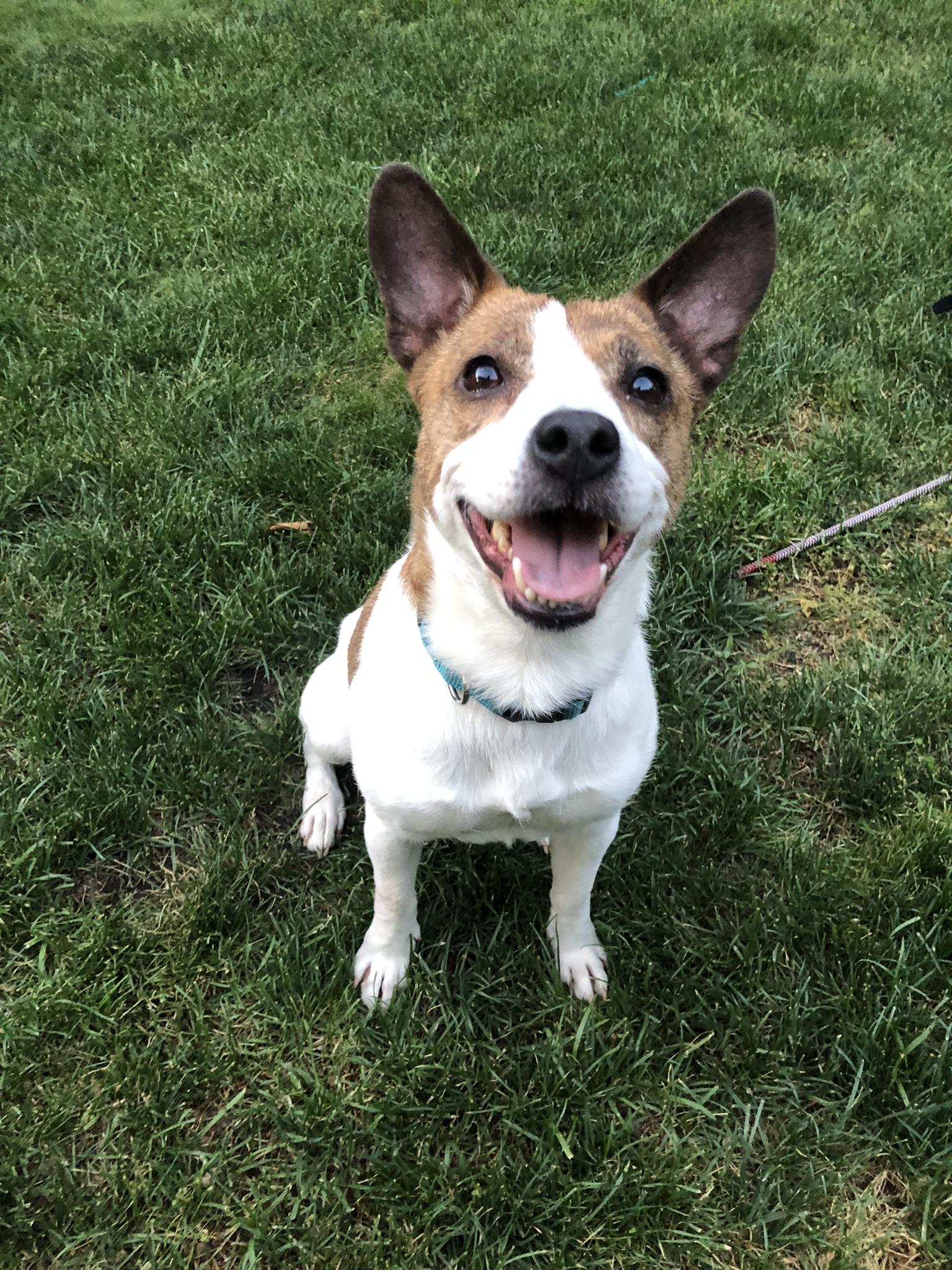 Enlarge Chica, a Adopted mixed breed in Sacramento, CA image 1/5