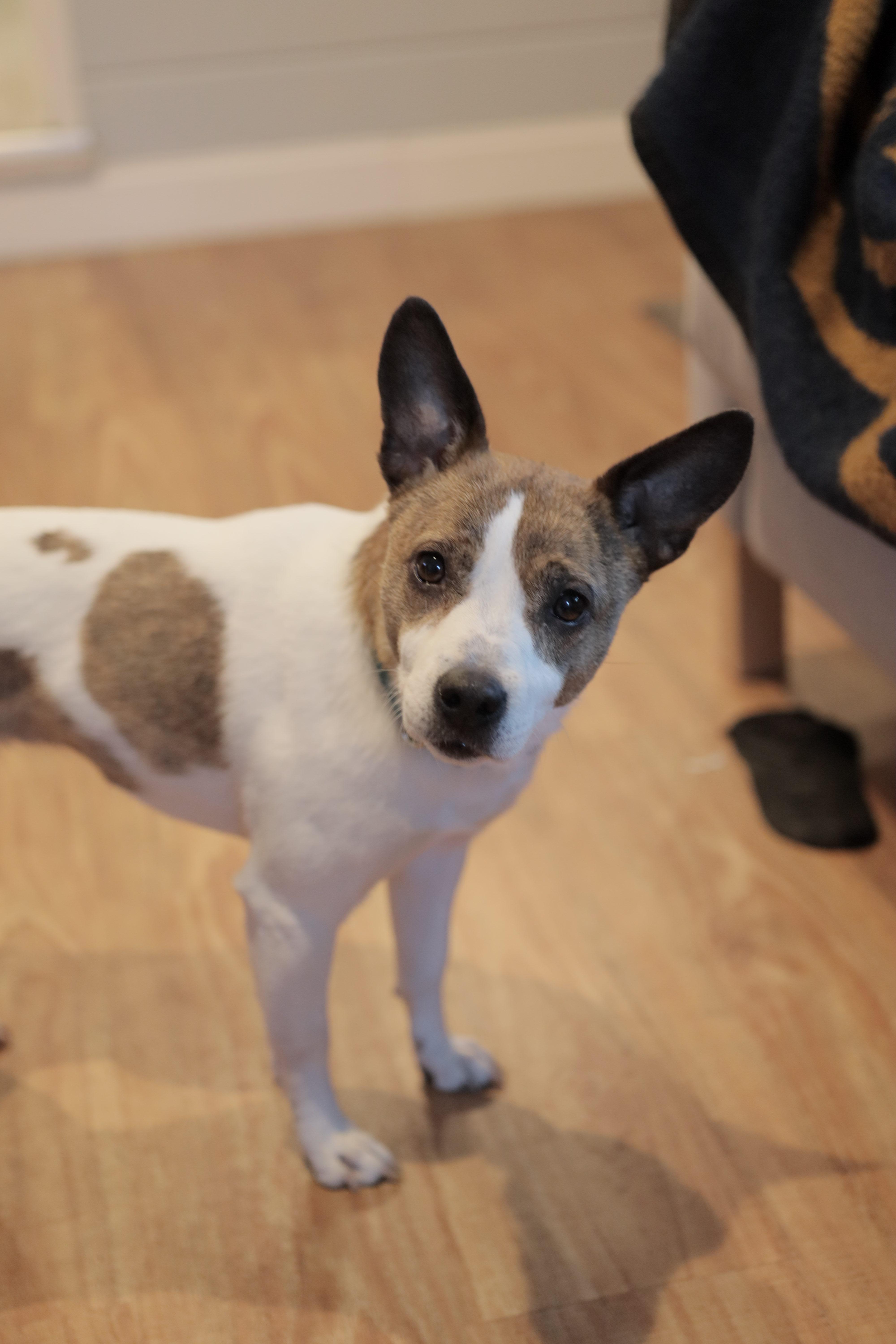 Enlarge Chica, a Adopted mixed breed in Sacramento, CA image 2/5