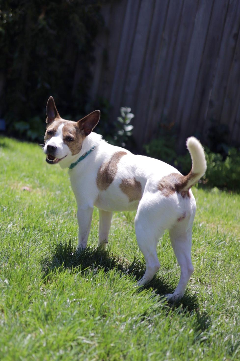 Enlarge Chica, a Adopted mixed breed in Sacramento, CA image 3/5
