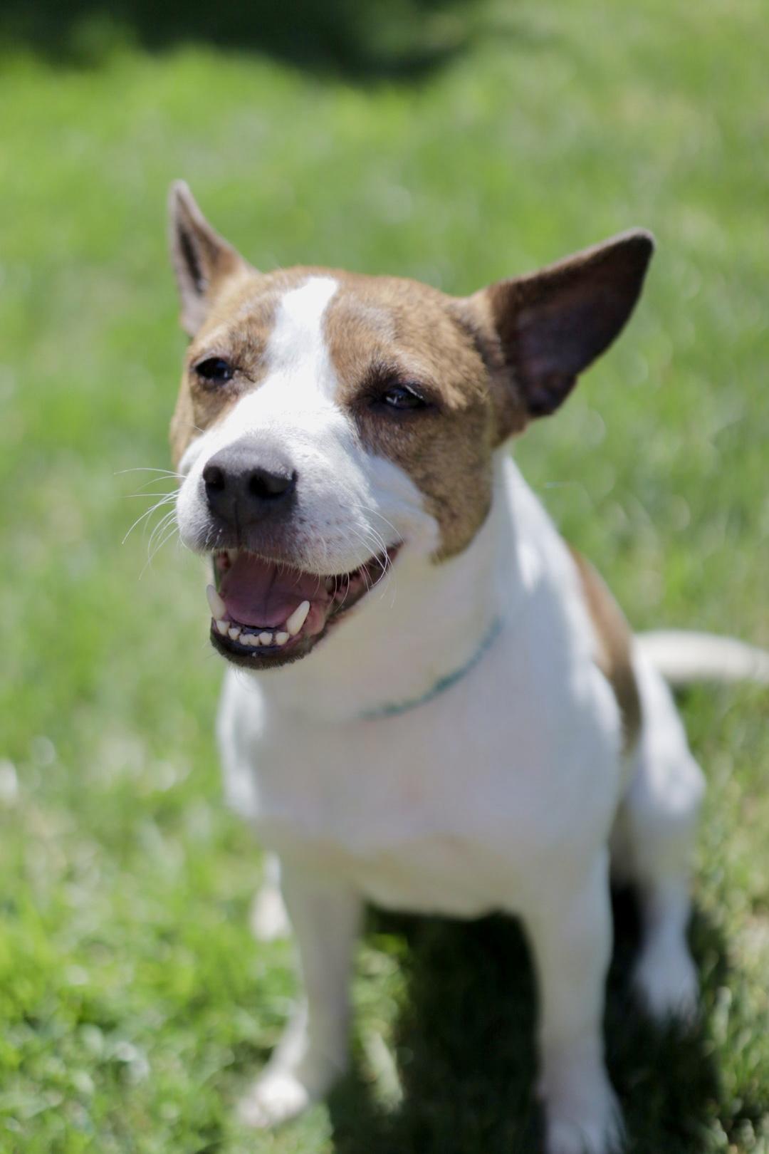 Enlarge Chica, a Adopted mixed breed in Sacramento, CA image 4/5