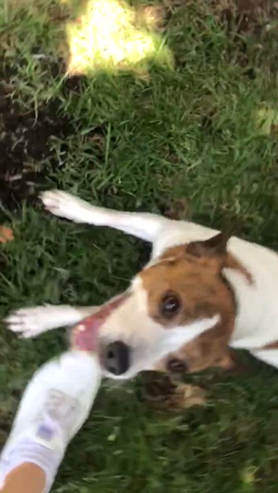 Enlarge Chica, a Adopted mixed breed in Sacramento, CA video 5/5