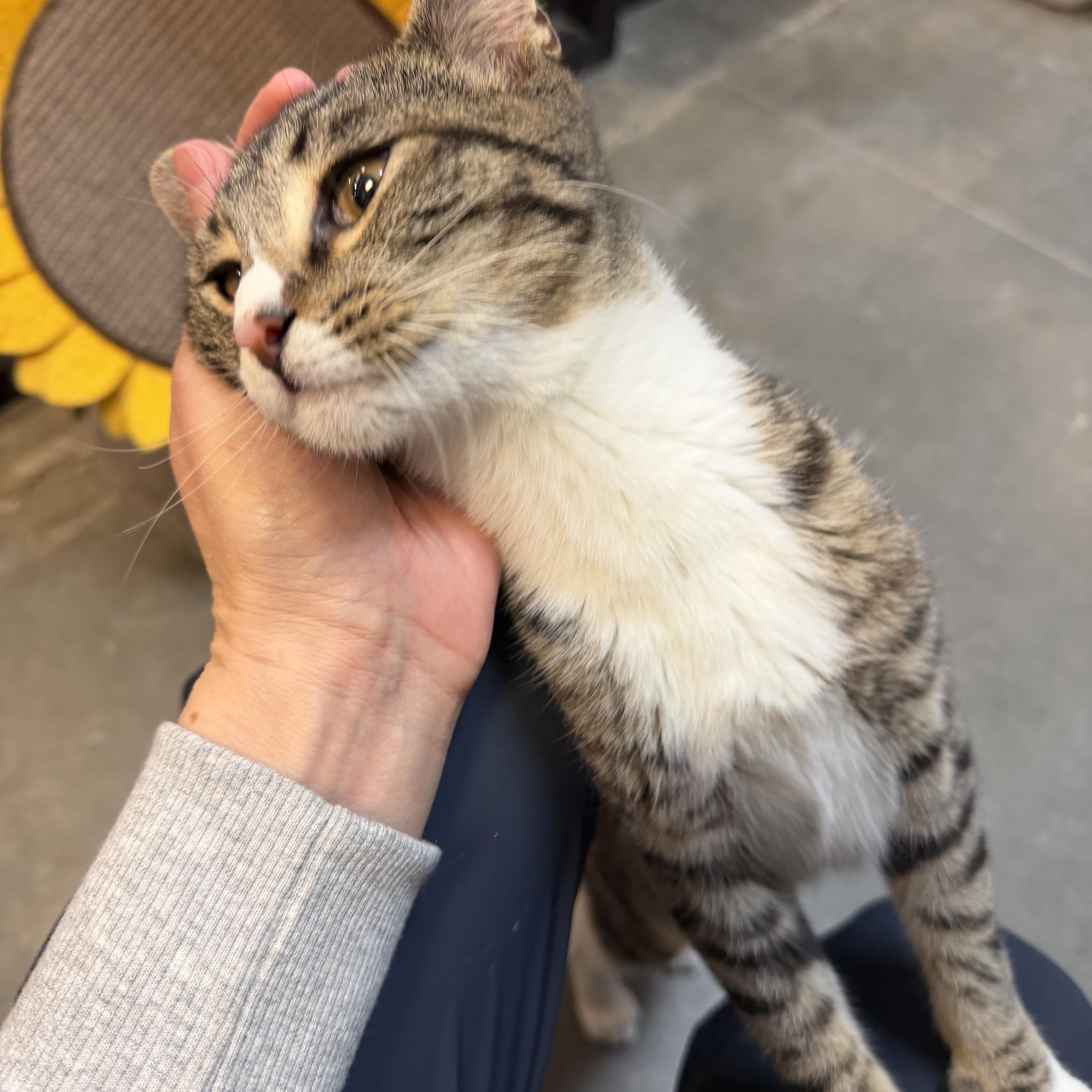 Enlarge Nash (Loves people and laps!), an adopted Tabby in Rock Hill, SC image 3/6